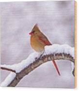 Northern Cardinal In Winter Wood Print