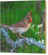 Northern Cardinal Wood Print