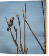 Northern Flicker Woodpecker Wood Print