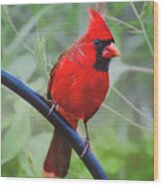 Northern Male Red Cardinal Bird Wood Print