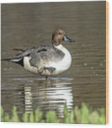 Northern Pintail Duck Wood Print