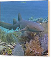 Nurse Shark 5 Wood Print