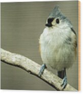 Titmouse Thinking About Weighty Matters Wood Print
