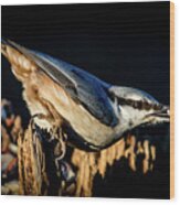 Nuthatch With A Nut In The Beak Wood Print