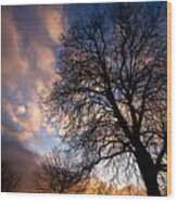 Oak Against The Sky Wood Print