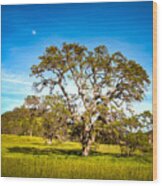 Oak Tree Green Meadow Moon Rising Wood Print