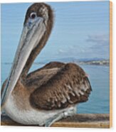 Oceanside Brown Pelican Wood Print