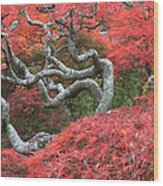 October Red Wood Print
