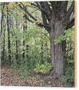 October Trees Wood Print