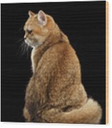 Offended British Cat Golden Color Wood Print