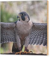 Okeeheelee Nature Center - Tundra The Peregrine Falcon - Wings Up Wood Print