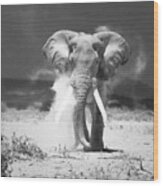 Old Elephant At Amboseli National Park Kenya Wood Print