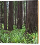 Old Growth Redwood Forest Wood Print