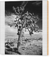 Old Joshua Tree At Sunset. This Is One Wood Print