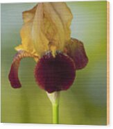 Old Timey Burgundy And Gold Iris Wood Print