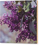 Old World Lilac Wood Print