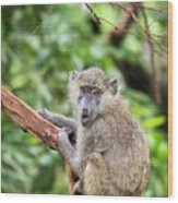 Olive Baboon, Lake Manyara, Tanzania Wood Print