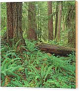Olympic National Forest Wood Print