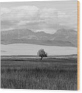 One Lone Tree Montana Black And White Wood Print