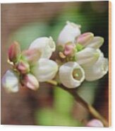 Oolala Blueberry Blooms April 18 2018 Wood Print