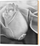 Opening Rose Flower Black And White Wood Print