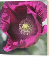 Opium Poppy Wood Print