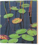 Orange And Green Water Lily Pads Wood Print