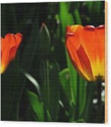 Orange And Yellow Tulips Wood Print