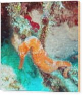 Orange Caribbean Sea Horse Wood Print