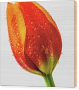 Orange Dewy Tulip Wood Print