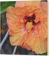Orange Hibiscus With Ruffled Petals Wood Print