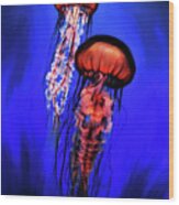 Orange Jellyfish Wood Print
