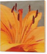 Orange Lily 1 Wood Print