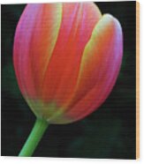 Orange Tulip Wood Print