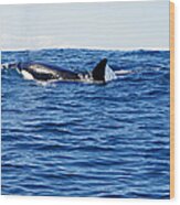 Orca Wood Print