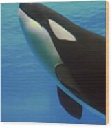 Orca Wood Print