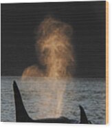 Orcas Ocinus Orca Spouting Alaska Wood Print