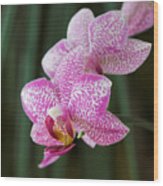 Orchid 20 Wood Print