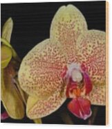 Orchid 377 Wood Print