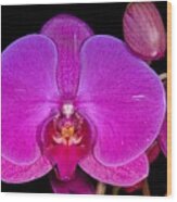 Orchid 424 Wood Print