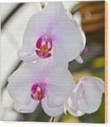 Orchid Aura Wood Print