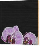 Orchid Blooms Wood Print