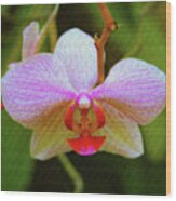 Orchid Blush Wood Print