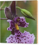 Orchid - Caucaea Rhodosticta Wood Print