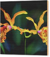 Orchid Flight Wood Print