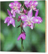 Orchid In Pink And White Wood Print