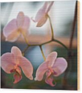 Orchid Menage Wood Print