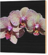 Orchid Trio On Black Wood Print