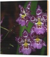 Orchids 12 Wood Print