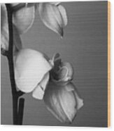 Orchids - April 2009 Wood Print